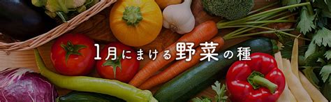 時種|11月にまける野菜の種｜種まきカレンダー｜種（タネ）,球根,苗 